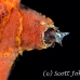blenny_arrow_mog_jar_h_0101_cub1867.jpg